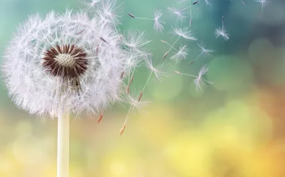 Dandilion