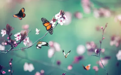 Spring butterflies