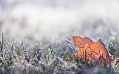 Winter frost