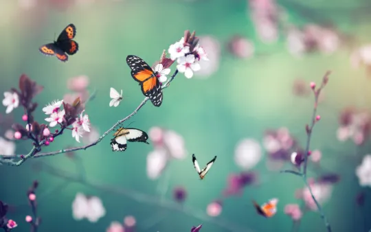 Spring butterflies