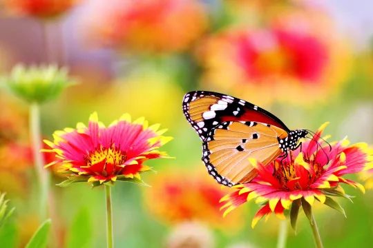 Butterfly on blooming blossom