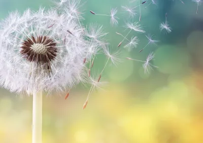 Dandilion