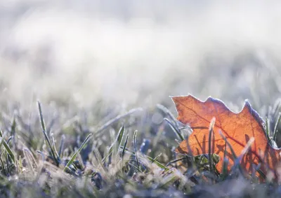 Winter frost