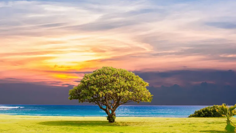 Tree at the beach