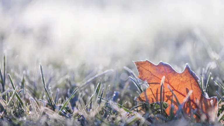 Winter frost