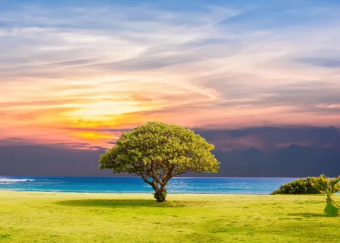 Tree at the beach