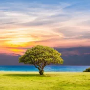 Tree at the beach