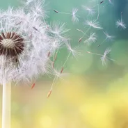 Dandilion