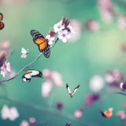 Spring butterflies