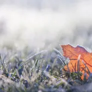 Winter frost