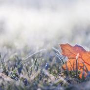Winter frost
